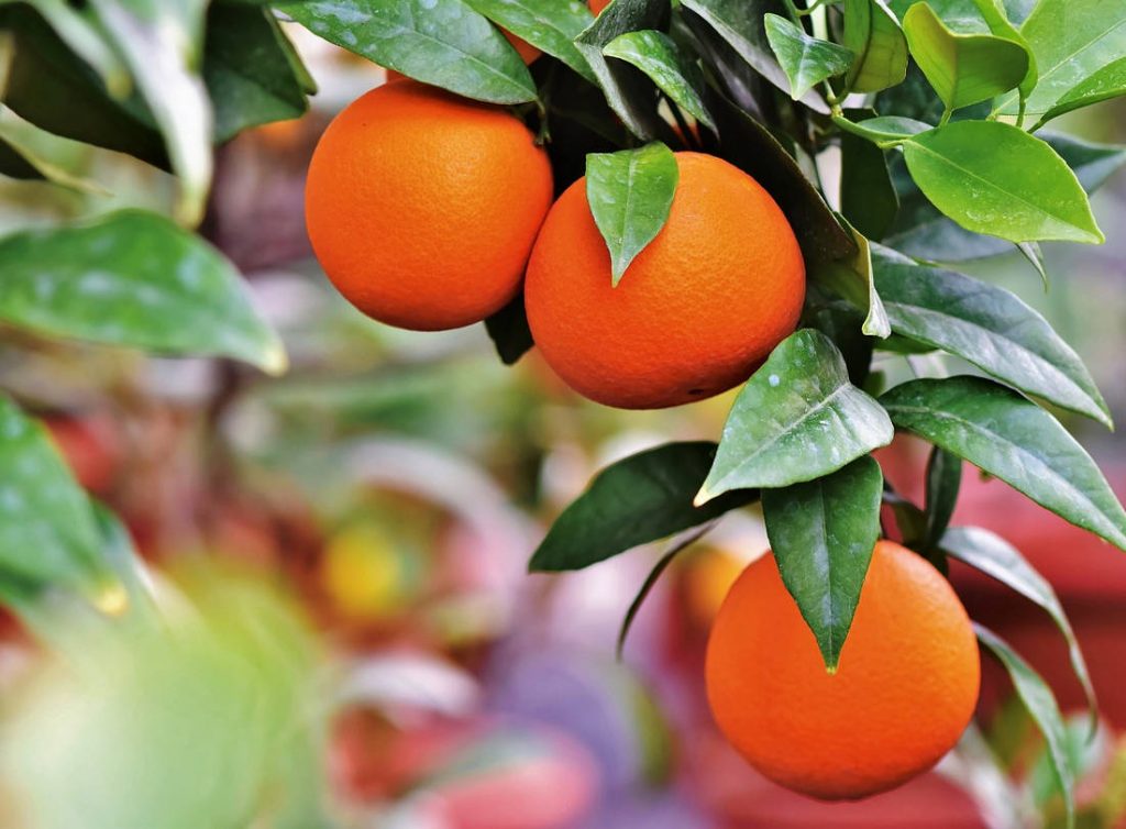Budidaya Buah-buahan Peluang Agro bisnis yang bermanfaat
